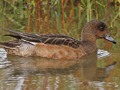 Eurasian Wigeon